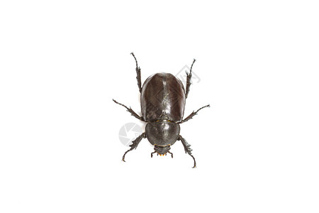 在白色背景上分离的犀牛甲虫图片