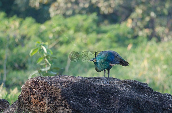 绿色的孔雀自然界中的孔雀泰国野生绿孔雀Caesalpiniapulcherrima图片