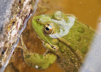 绿青蛙在水中图片