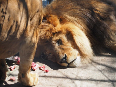 动物园的狮子图片