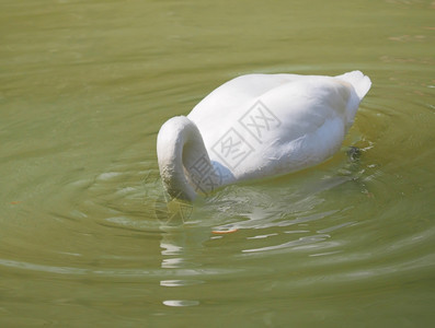 白天鹅在水中图片