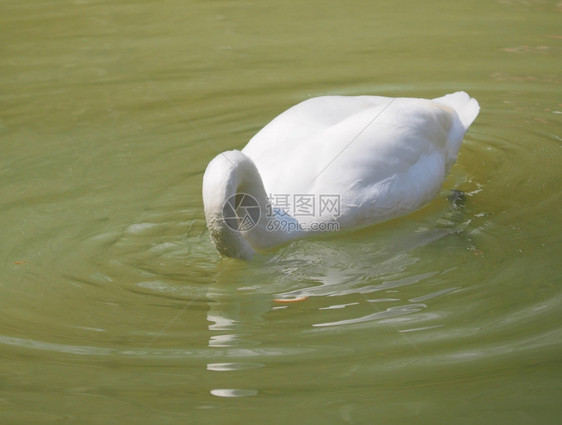 白天鹅在水中图片