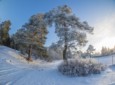 森林的冬季图片