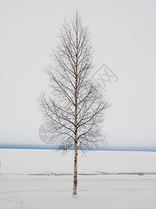 冬天在湖边的树上图片
