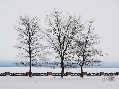 冬天在湖边的树上图片