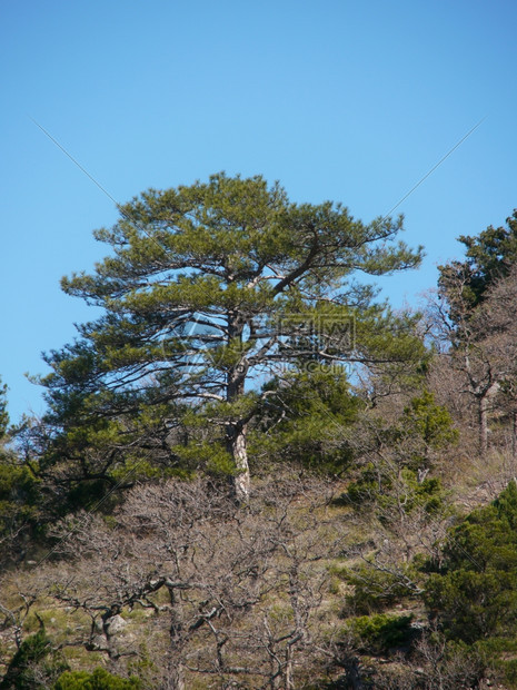 克里米亚山的树木图片