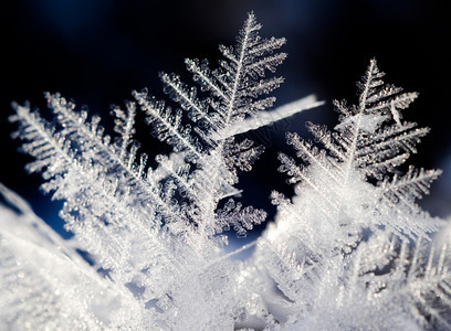 雪羽图片