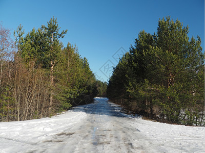 冬季的森林中图片