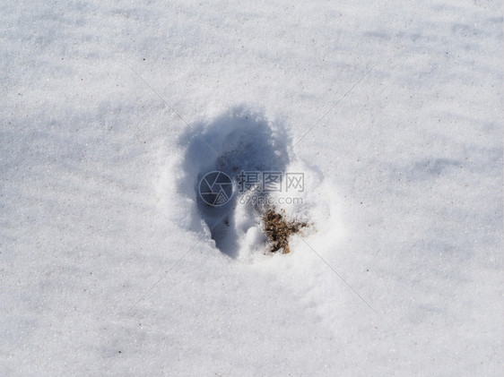 雪中狗脚印图片