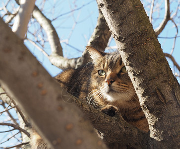 树上的猫图片