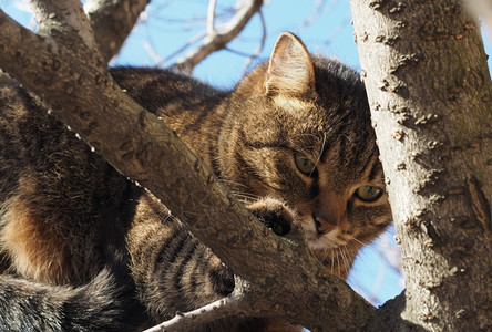 树上的猫图片