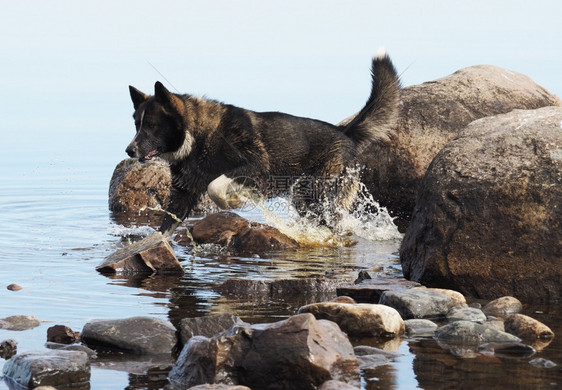 狗在水中奔流图片