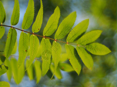 线形树叶图片素材