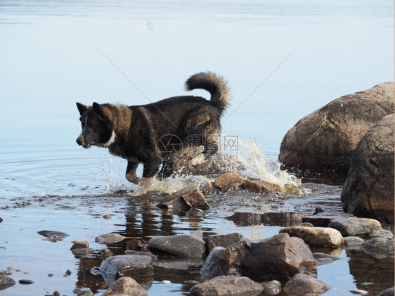狗在水中图片