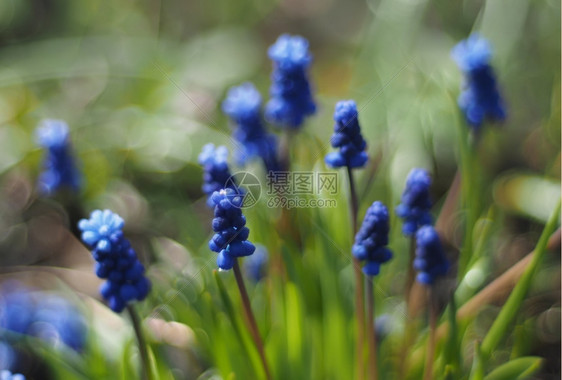 鼠风信子花图片