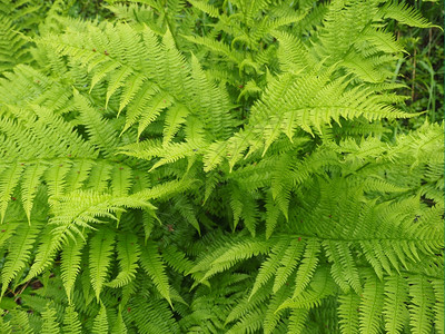 花森林里的叶子背景