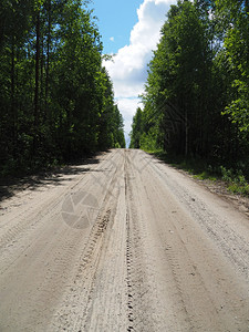 绿树林森林中的土路背景