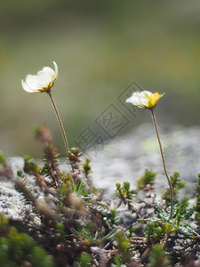 鲜花烘干图片