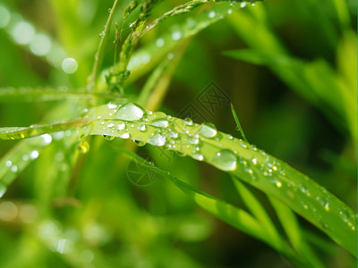 植物上的滴图片