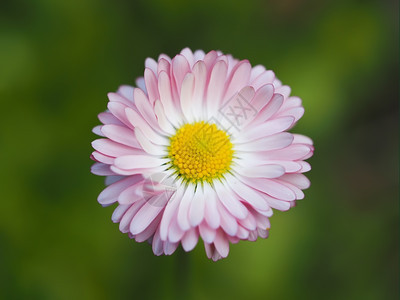 菊花图片