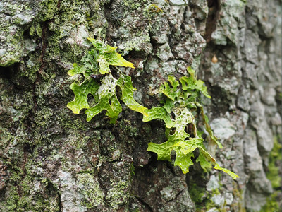 林中树木上的洛巴利亚肺病图片