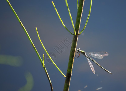 水生植物上的图片