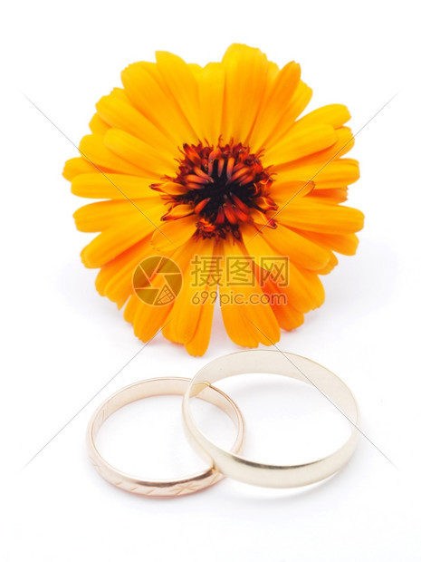 白色背景的结婚戒指和鲜花图片