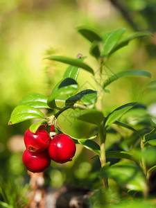 森林里的红莓图片