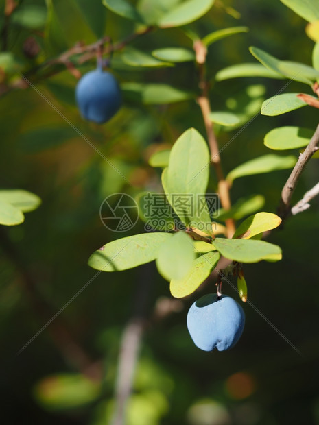 森林中的蓝莓图片