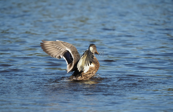 鸭子在湖上摇翅膀张开图片