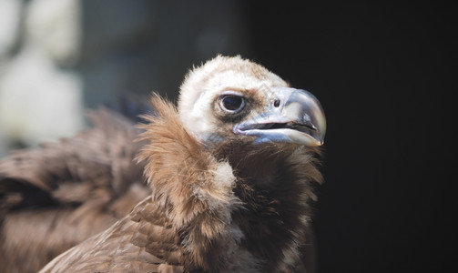 动物园的秃鹫背景图片