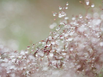 雨后在植物上滴图片