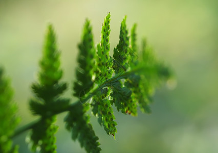 森林中的Fern背景图片