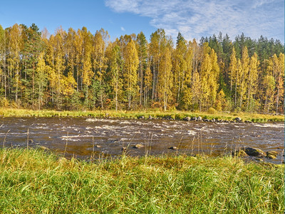 河岸边的秋林图片
