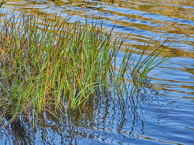 芦苇水中背景