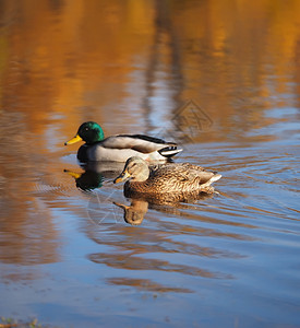 秋天在河上蹲鸭子图片