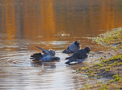 在河里游泳的鸽子图片