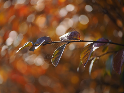 秋天树叶窒息莓图片