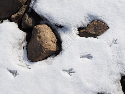 雪中鸟的足迹图片