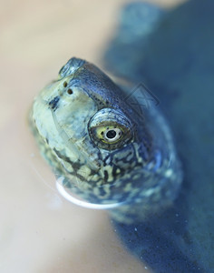 海龟肖像图片