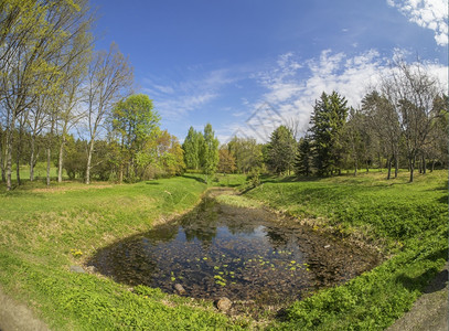 树林中的池塘图片