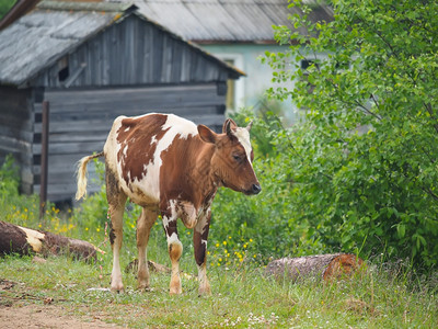 木屋背景的棕色奶牛全身肖像图片