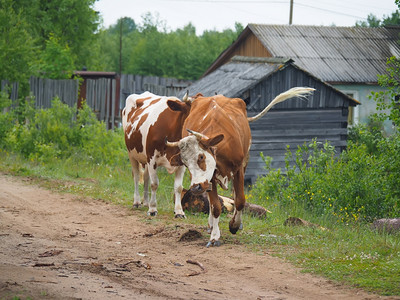 村里夏天的奶牛图片