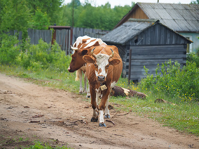 村里夏天的奶牛图片