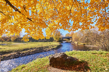秋树叶下的山间小溪背景图片