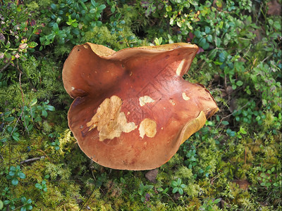森林中的大白蘑菇图片