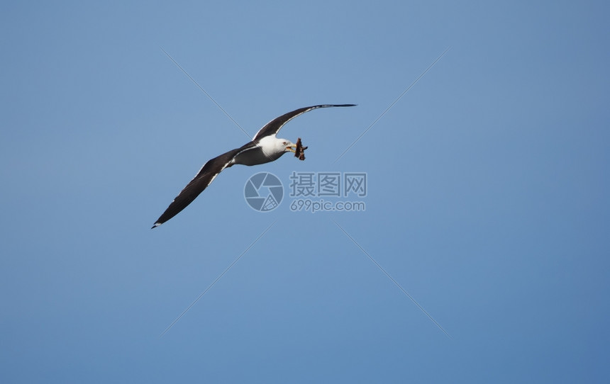 飞行中的海鸥图片