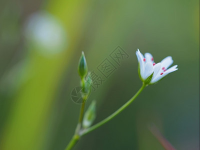 森林里的青草花图片