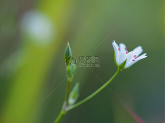 森林里的青草花图片