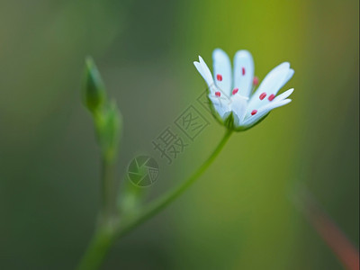 森林里的青草花图片